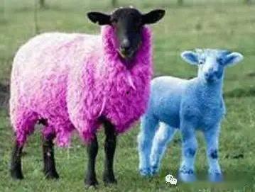 娱乐吃瓜外婆养大的羊羊视频